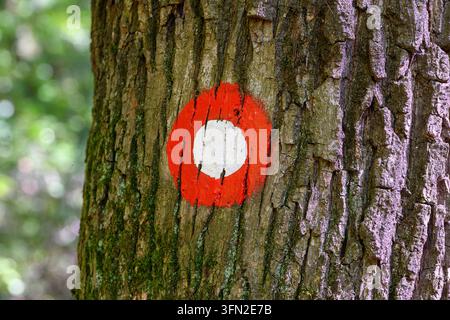Un marqueur de sentier de randonnée circulaire rouge et blanc classique est peint sur une écorce d'arbre rugueuse, avec un bokeh de forêt verte en arrière-plan. Banque D'Images