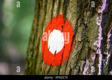 Un gros plan extrême d'un cercle rouge avec un centre blanc peint sur l'écorce d'un arbre, un marqueur de sentier classique. Banque D'Images