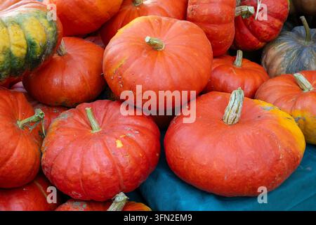 Quelques citrouilles Banque D'Images