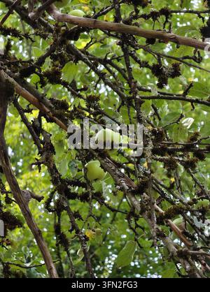 Pommes vertes suspendues parmi des branches moussues dans la canopée feuillue du verger en gros plan Banque D'Images
