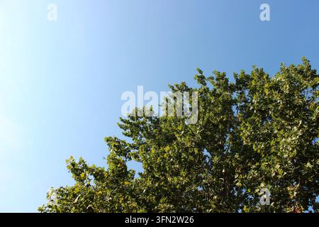 Vue en contre-plongée des branches vertes luxuriantes d'un platane devant un ciel bleu clair Banque D'Images