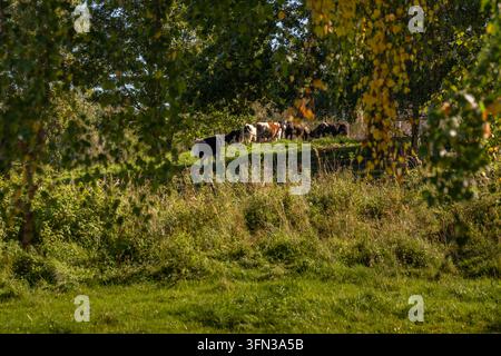 Des bovins paissent sur un pâturage vert sous des arbres, encadrés par des branches au premier plan avec des feuilles vertes et jaunes. Banque D'Images