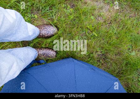 Vue en hauteur de jambes en jean clair et bottes de pluie à imprimé léopard debout sur de l'herbe mouillée à côté d'un parapluie bleu couvert de gouttes de pluie. Concept de pluie Banque D'Images