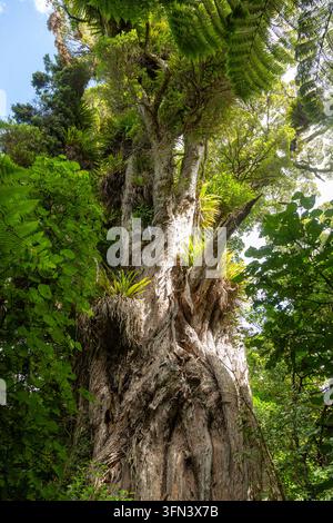 Ratanui, un arbre rata nordique massif et ancien (Metrosideros robusta) situé dans le Bushy Park Sanctuary près de Whanganui Banque D'Images