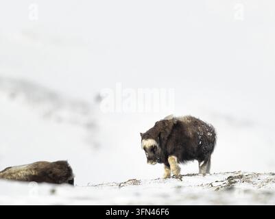 Vue d'un bœuf musqué marchant dans la neige profonde du paysage arctique du parc national de Dovrefjell, en Norvège. Banque D'Images