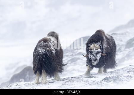 Vue de deux bœufs musqués debout dans la neige dans le paysage montagneux du parc national de Dovrefjell, en Norvège. Banque D'Images