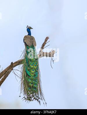 Un paon perché sur un arbre Banque D'Images