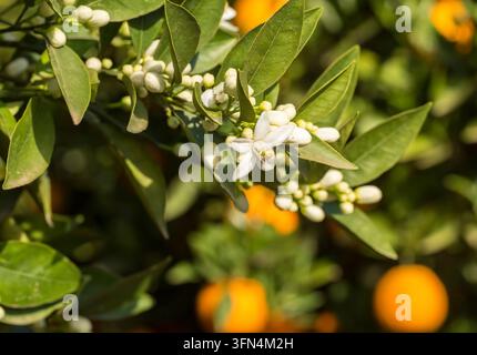 Des oranges mûres pendues à un arbre d'oranger en fleurs Banque D'Images