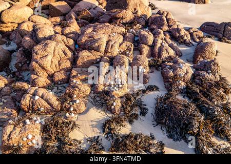 Vue de roches brun-rouge couvertes de petites coquilles et d'algues sur la plage de sable de Cloughglass, comté de Donegal, Irlande. Banque D'Images