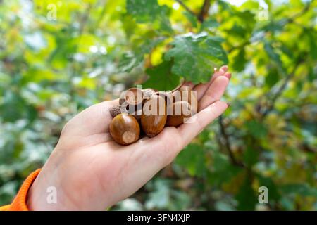 Des glands bruns mûrs posés sur une paume ouverte pendant l'automne avec des branches de chêne vertes floues en arrière-plan Banque D'Images