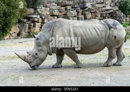 Un gros plan de profil latéral d'un rhinocéros blanc du sud gris massif debout dans son habitat extérieur au Dublin Zoo, Irlande. Ce majestueux, menacé Banque D'Images