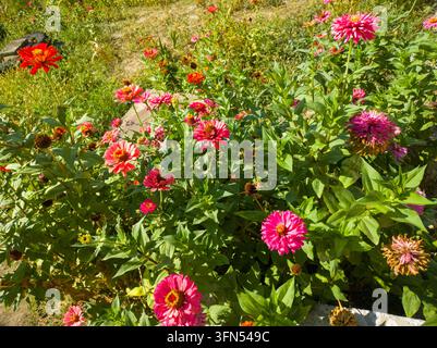 Vue en grand angle d'un parterre luxuriant rempli de fleurs colorées de Zinnia elegans roses et rouges. Banque D'Images