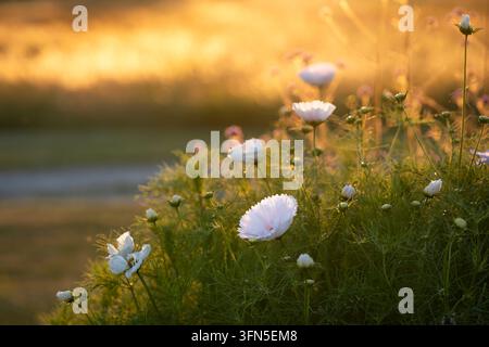 Cosmos bipinnatus ‘Cupcakes Blush’ capte la dernière lumière du jour, ses pétales doux et rosés brillant contre un jardin semblable à une prairie rêveuse. Banque D'Images
