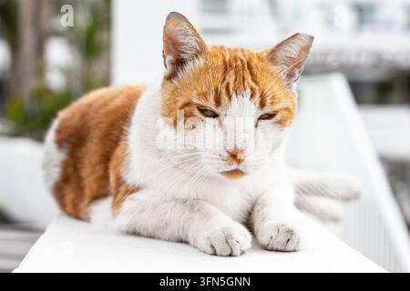 Chat roux et blanc assis avec les pattes croisées et les yeux mi-clos dans une pose détendue. Banque D'Images