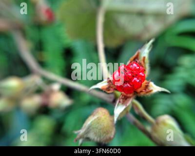 Vue aérienne d'une framboise sauvage rouge vif Rubus moluccanus en fleurs dans la forêt, photographie macro nature avec un fond de fougère verte luxuriante Banque D'Images