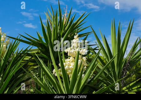 Plante de yucca avec de longues feuilles vertes pointues et des grappes de fleurs blanches en forme de cloche poussant à l'extérieur sous un soleil éclatant Banque D'Images