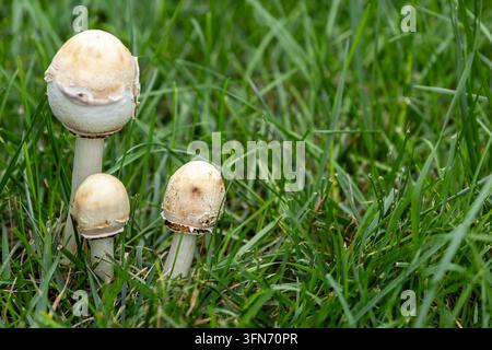 Trois champignons pâles à différentes hauteurs poussant ensemble dans une pelouse, positionnés à côté d'une zone ouverte d'herbe verte pour la copie. Banque D'Images