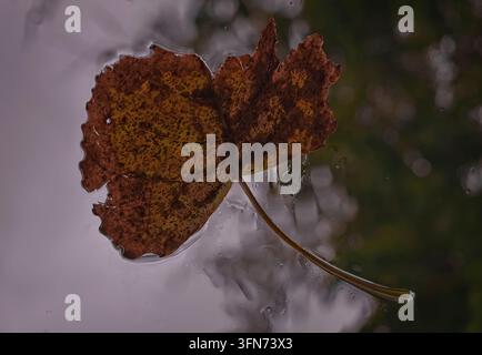 Feuille d'automne brune unique flottant à la surface de l'eau réfléchissante pendant la saison automnale, mettant en évidence des textures macro et des détails de la nature organique dans un éclairage serein Banque D'Images