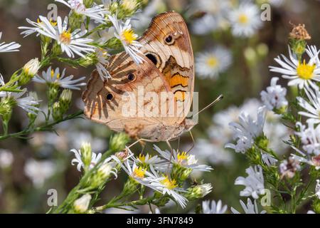 Papillon œil de paon commun (Junonia coenia) sur des fleurs d’aster dans un champ du comté de Lee, Iowa. Banque D'Images