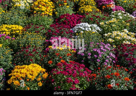 Chrysanthèmes colorés en fleur dans un jardin d'automne vibrant, exposition florale dense, fleurs saisonnières lumineuses créant un fond naturel riche. Banque D'Images