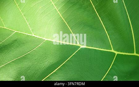 Macro d'une feuille de teck verte montrant la texture détaillée des veines sous une lumière douce du soleil Banque D'Images