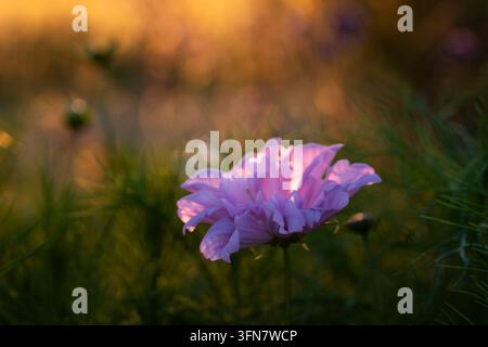 Cosmos bipinnatus ‘Fizzy Pink‘ semble flotter dans la lumière déclinante, ses délicates pétales roses captant les derniers rayons dorés de la journée. Banque D'Images