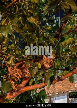 Un chat tigré curieux se tient prudemment en équilibre sur une branche d'arbre entourée de feuillage luxuriant dans la nuit, créant une scène chaleureuse et atmosphérique de curiosité féline Banque D'Images