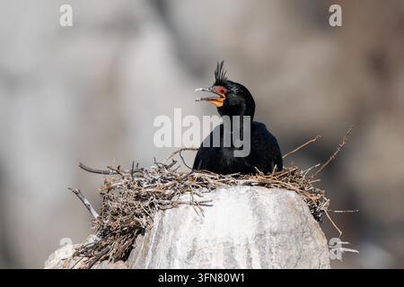 Poussin de cormoran couronné (Microcarbo coronatus) dans le nid. C'est un petit cormoran au dos uni qui est limité aux environnements marins près des côtes Banque D'Images