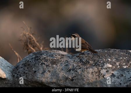 Robin-chat du Cap dans le fynbos de la montagne de la Table au Cap en Afrique du Sud. De belles couleurs orange et une ligne blanche au-dessus des yeux Banque D'Images