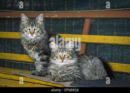 Deux jeunes chats sur un vieux banc en fer Banque D'Images