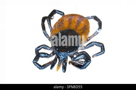 Cette photographie macro montre une tique, mettant en évidence ses détails complexes et sa coloration sombre. L'image offre une vue détaillée de l'arachnide b Banque D'Images