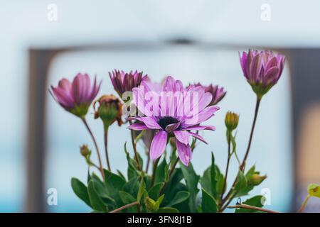 Marguerites africaines violettes éclatantes en fleurs à Penacova, Portugal Banque D'Images