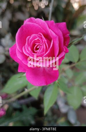 Close-up d'une magnifique rose rose éclatante en pleine floraison dans un jardin avec un fond flou doux. Une seule rose rose aux pétales superposés en pleine floraison symbolisant l'amour, la romance, la beauté et la nature. Banque D'Images