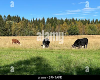Vaches pâturant dans un pré de la campagne suédoise Banque D'Images