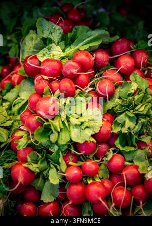 Une présentation vibrante de radis rouges frais et crus empilés en hauteur avec leurs feuilles vertes et croquantes intactes dans une épicerie locale ou un marché de producteurs. Banque D'Images