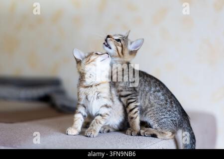 Deux chatons tigrés se frottent et se lèchent mutuellement sur un canapé rembourré sous une lumière intérieure chaude, montrant une affection ludique et un confort douillet devant un mur à motifs Banque D'Images