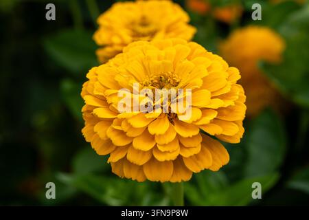 Close-up d'une fleur de zinnia d'un jaune doré avec des couches de pétales superposés, sur un fond de feuillage vert légèrement flou et de fleurs jaunes. Banque D'Images