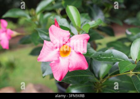 ATLANTA, GEORGIE. AOÛT 2026. Une magnifique fleur rose en fleurs dans un jardin verdoyant, avec un gros plan sur les pétales de la fleur. Banque D'Images