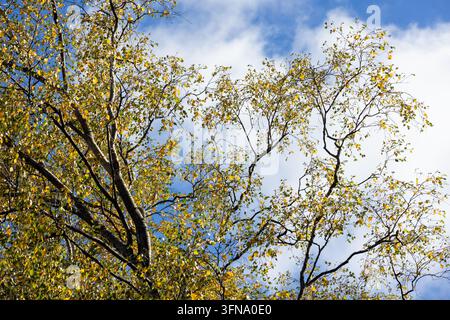 Des branches de bouleau doré remplissent le cadre avec des feuilles d'automne jaunes sur un ciel bleu éclatant et des nuages doux, évoquant le changement de saison, la nature calme, la fraîcheur Banque D'Images