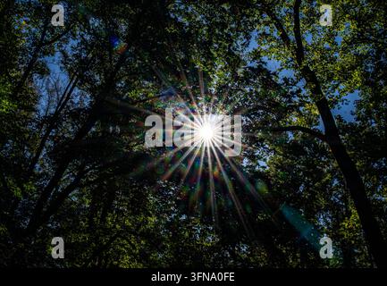 Un soleil éclatant créant un effet d'étoile clair alors que sa lumière filtre à travers la canopée de la forêt verte. Banque D'Images