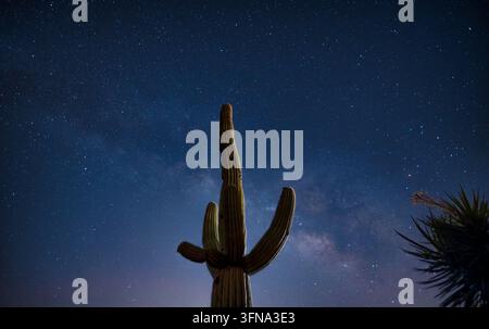 Vue d'une silhouette de cactus saguaro contre un ciel nocturne étoilé avec la Voie lactée visible à Tucson, Arizona, États-Unis. Banque D'Images