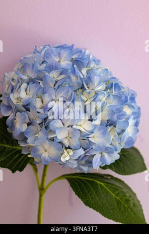 Belle fleur d'hortensia bleue sur un fond pastel rose doux avec espace de copie Banque D'Images