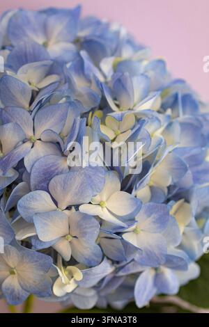Macro de fleur d'hortensia bleue avec des pétales pastel délicats sur fond rose Banque D'Images