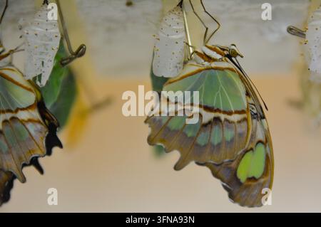 Papillon Banque D'Images