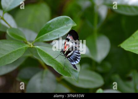 Papillon Banque D'Images