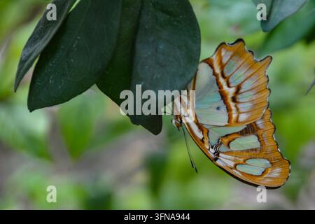 Papillon Banque D'Images