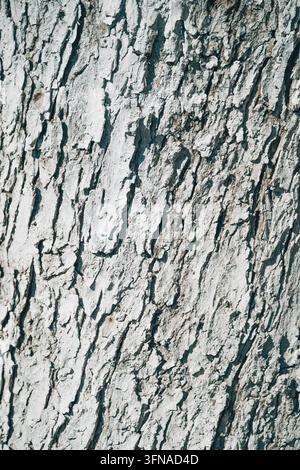 Texture rugueuse d’un tronc d’arbre peint en blanc dans un verger. Concept de protection des cultures agricoles, blanchiment traditionnel des arbres, texture naturelle du bois Banque D'Images