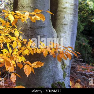 Un tronc d'arbre et des branches avec des feuilles d'automne, automne dans une forêt de hêtres Banque D'Images