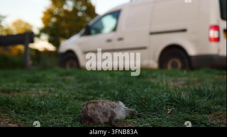 Un hérisson mort gît sur un accotement après avoir été percuté par une voiture Banque D'Images