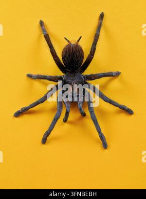 Un portrait détaillé en vue de dessus d'une tarentule poilue montrant ses marques distinctives du carapace rouge-orange et ses longues pattes sur un fond uni Banque D'Images
